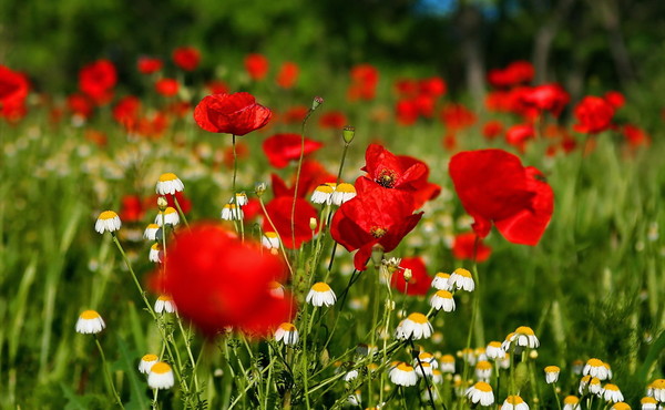 COQUELICOTS