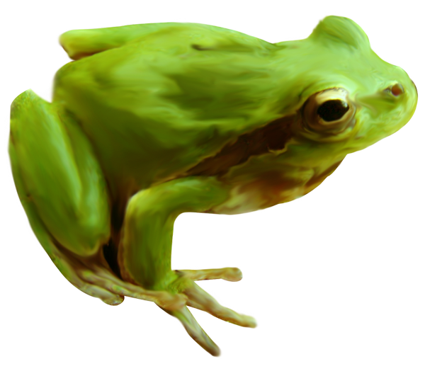 GRENOUILLE