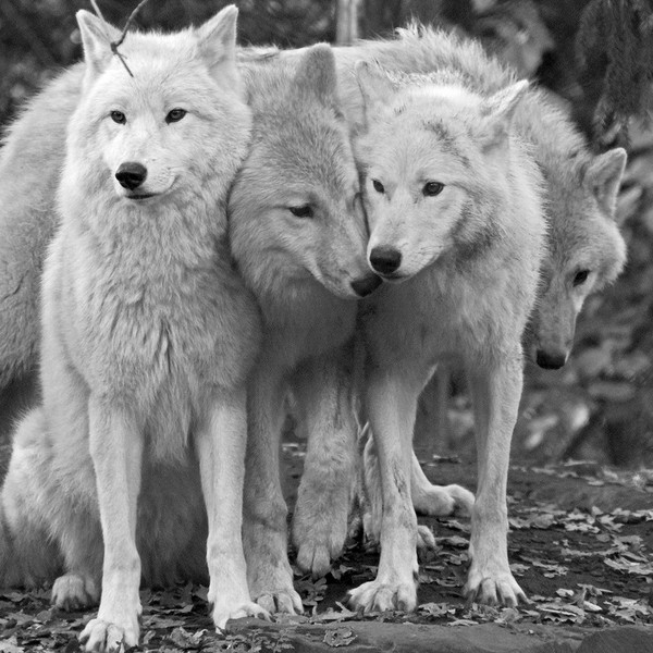 LOUPS