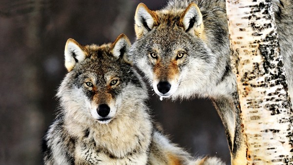 LOUPS