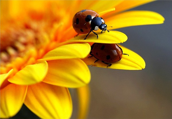 COCCINELLES