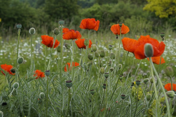 COQUELICOTS