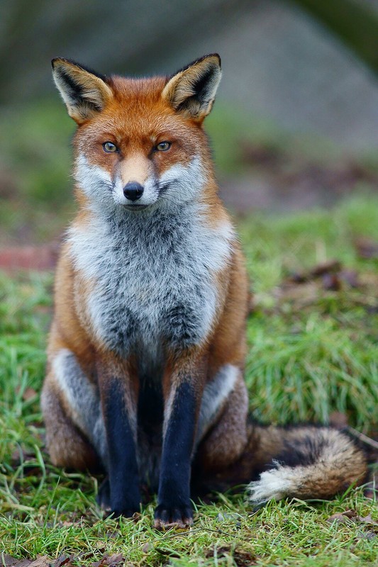 RENARD 2
