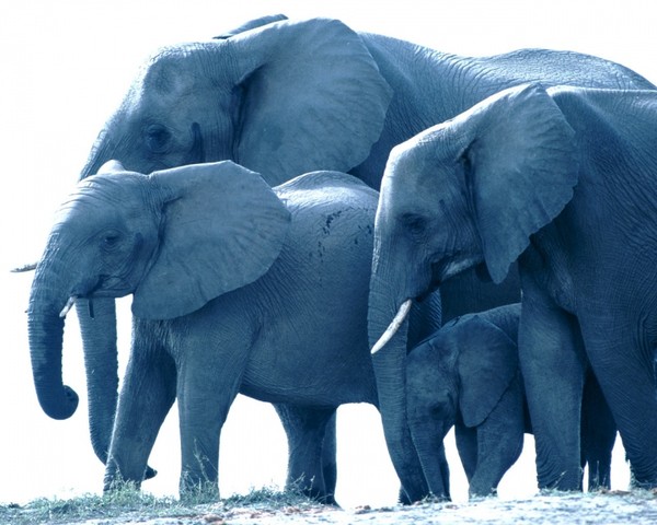 ELEPHANTS