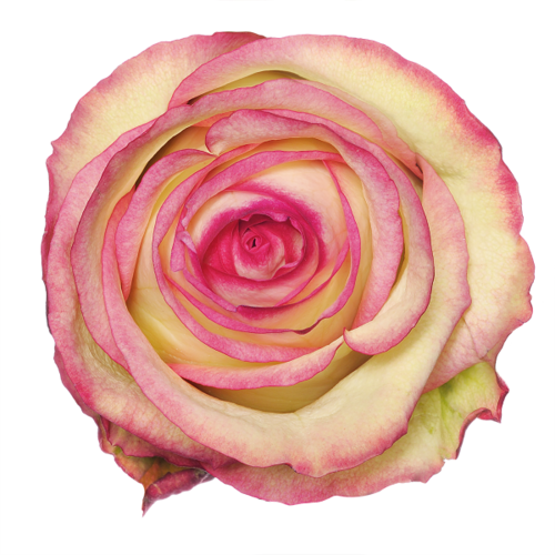 ROSE 2