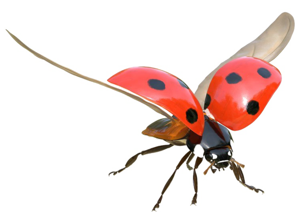 COCCINELLE 3