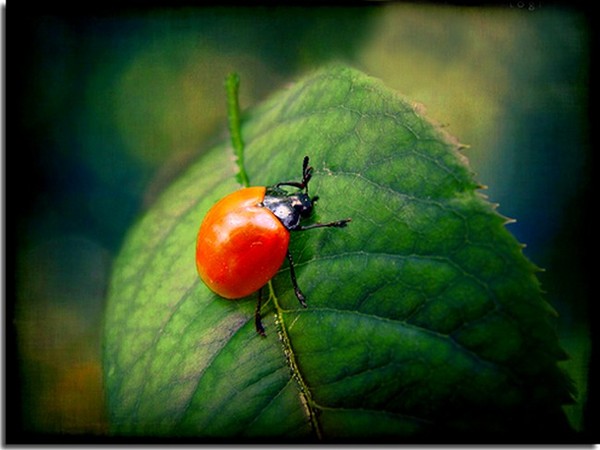 COCCINELLE