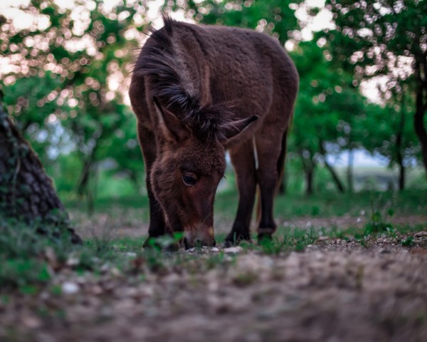 CHEVAL 2