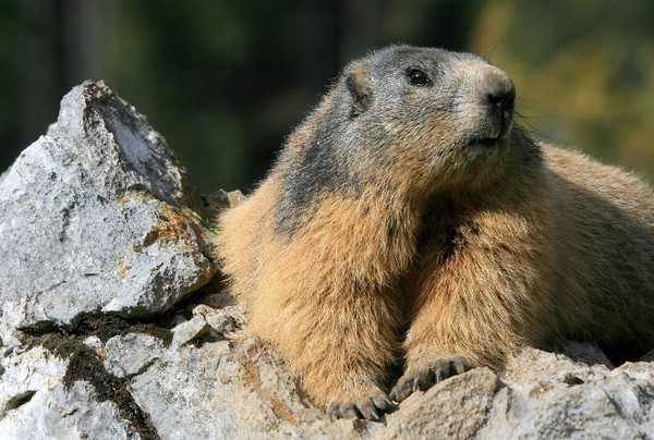 MARMOTTE