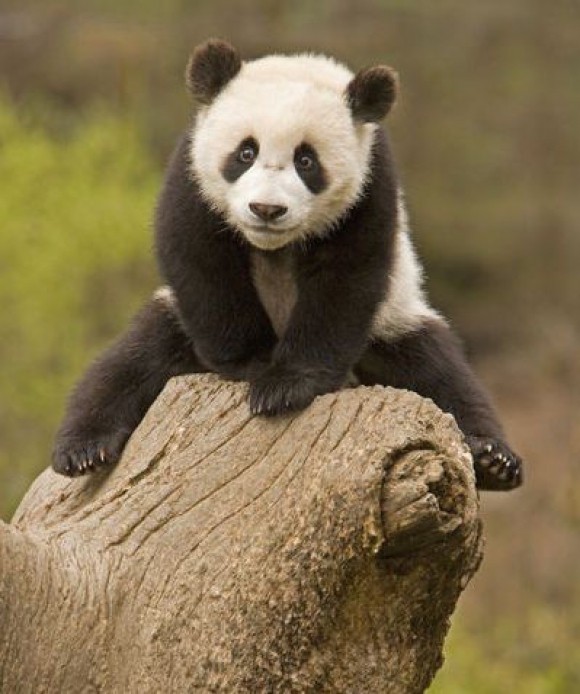 PANDA