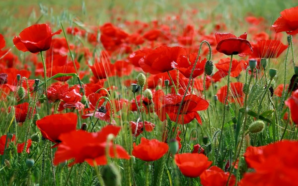 COQUELICOTS