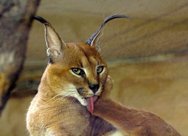 CARACAL