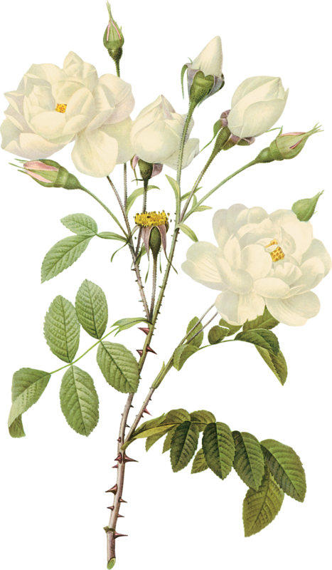 ROSE 4