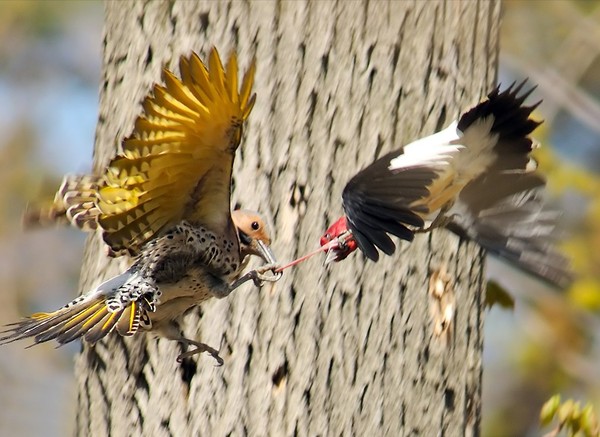 OISEAUX