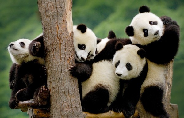 PANDAS