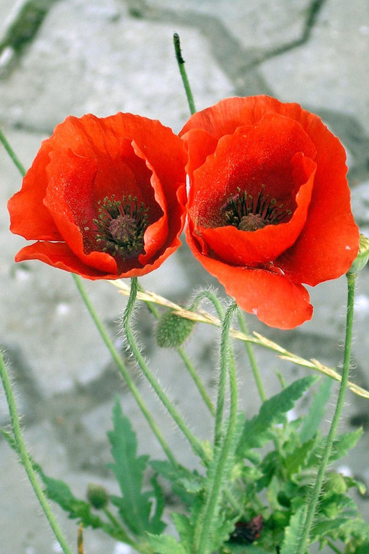 COQUELICOTS