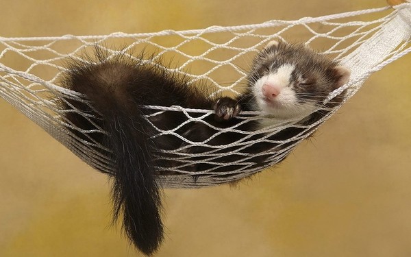 FURET