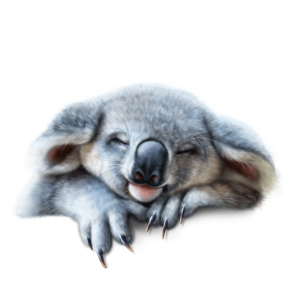 KOALA