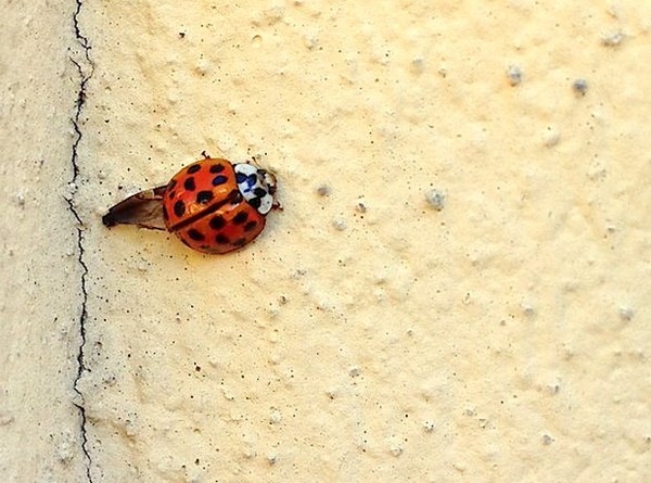 COCCINELLE