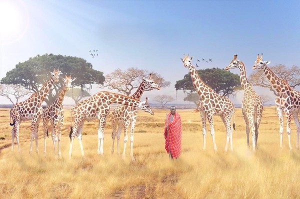 GIRAFES