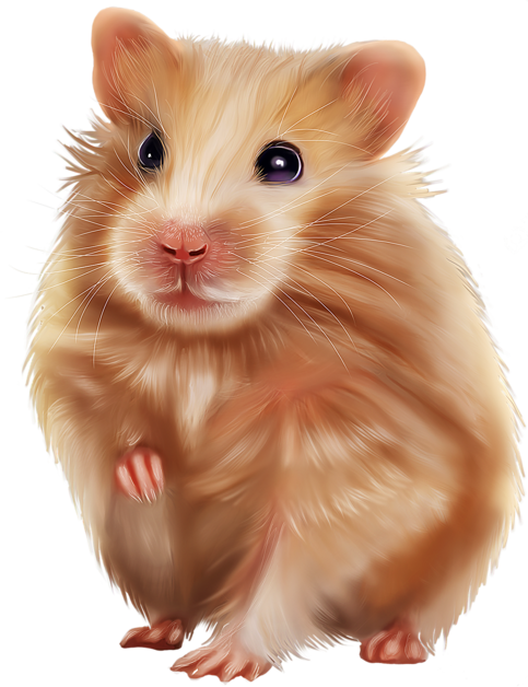 SOURIS RAT HAMSTER... 2