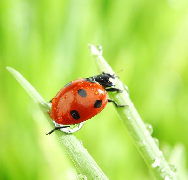 COCCINELLE