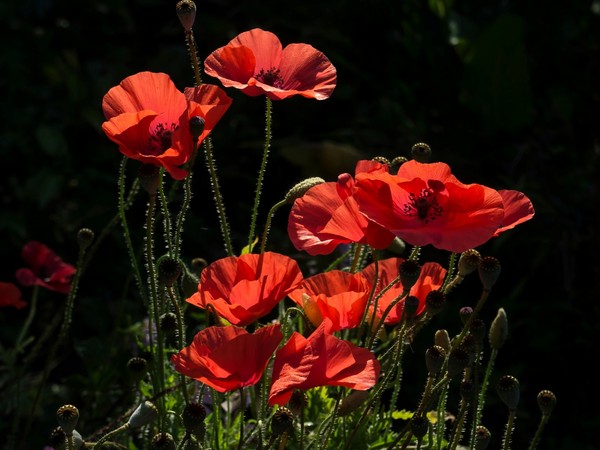 COQUELICOTS