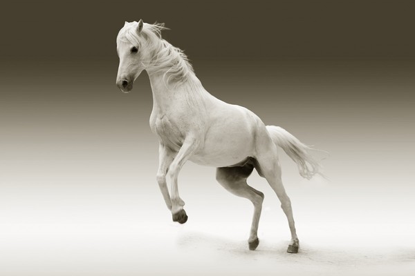 CHEVAL 2