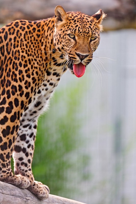 LEOPARD