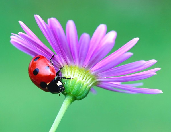 COCCINELLE