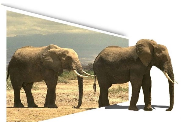 ELEPHANTS