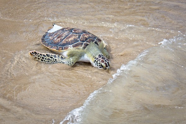 TORTUE