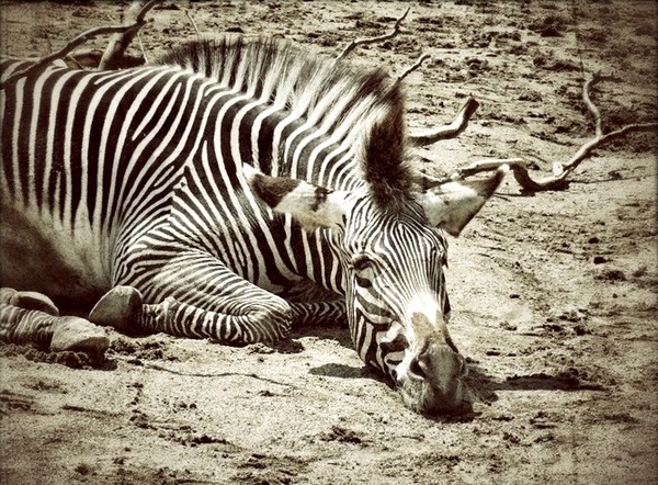 ZEBRE