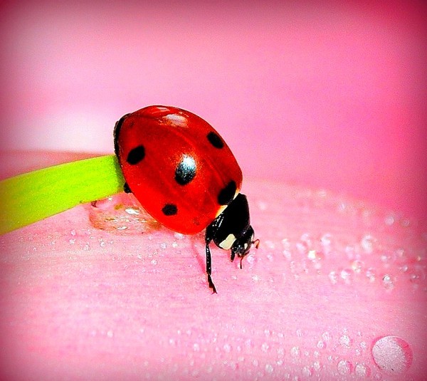 COCCINELLE