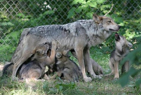 LOUPS