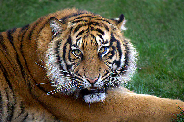 TIGRE