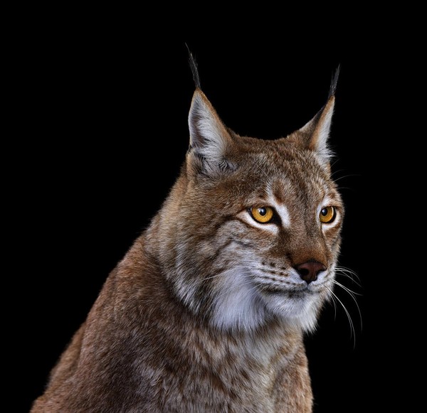 LYNX