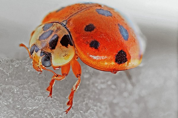 COCCINELLE 2