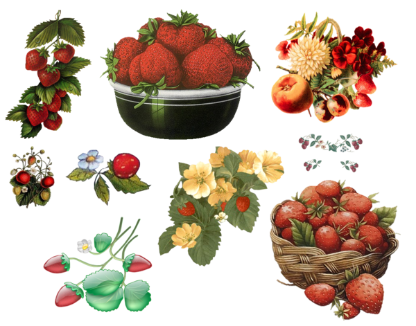 LES FRAISES