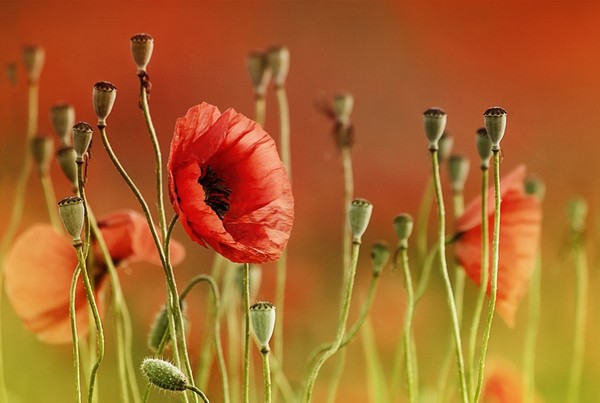 COQUELICOTS