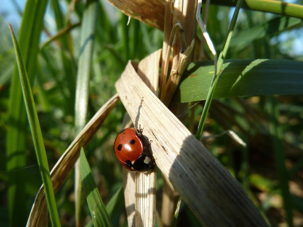 COCCINELLE