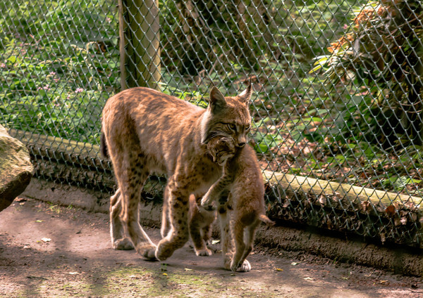 LYNX