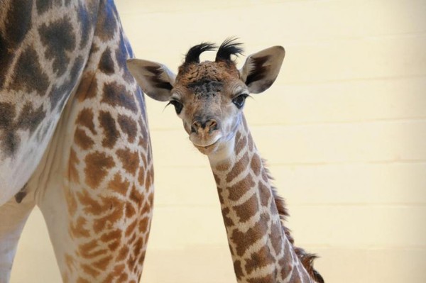 GIRAFE