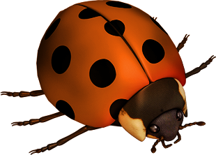 COCCINELLE 2