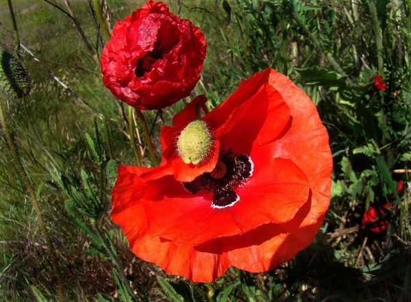 COQUELICOTS