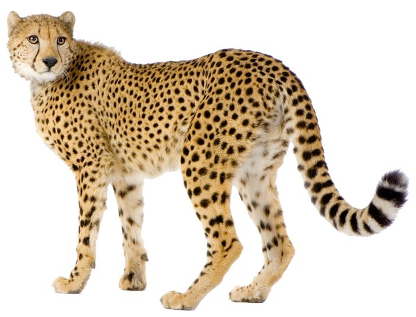 GUEPARD