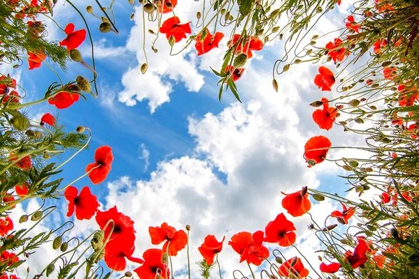 COQUELICOTS