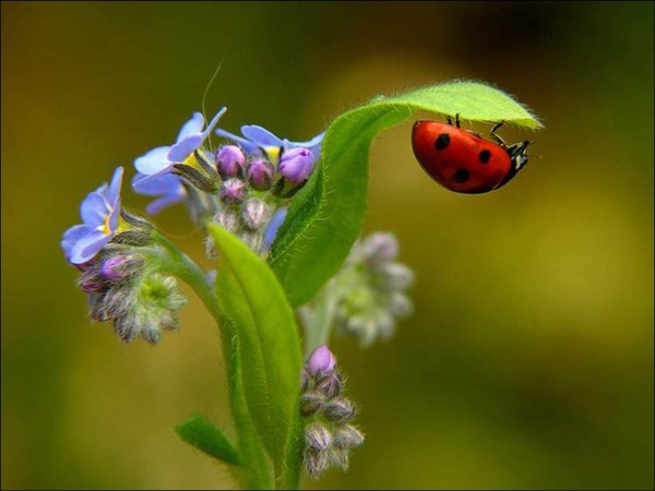 COCCINELLE