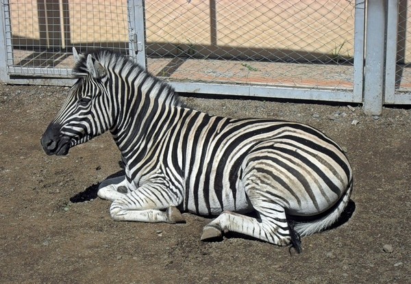 ZEBRE