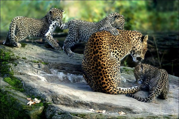 LEOPARDS